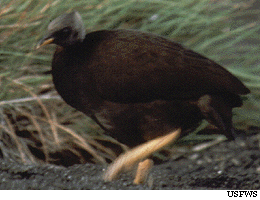 Micronesian Megapode