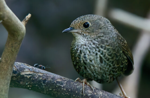 Nepal Cupwing