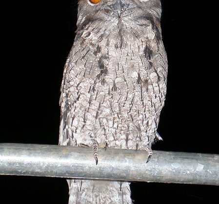 Marbled Frogmouth