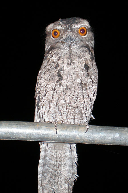 Marbled Frogmouth