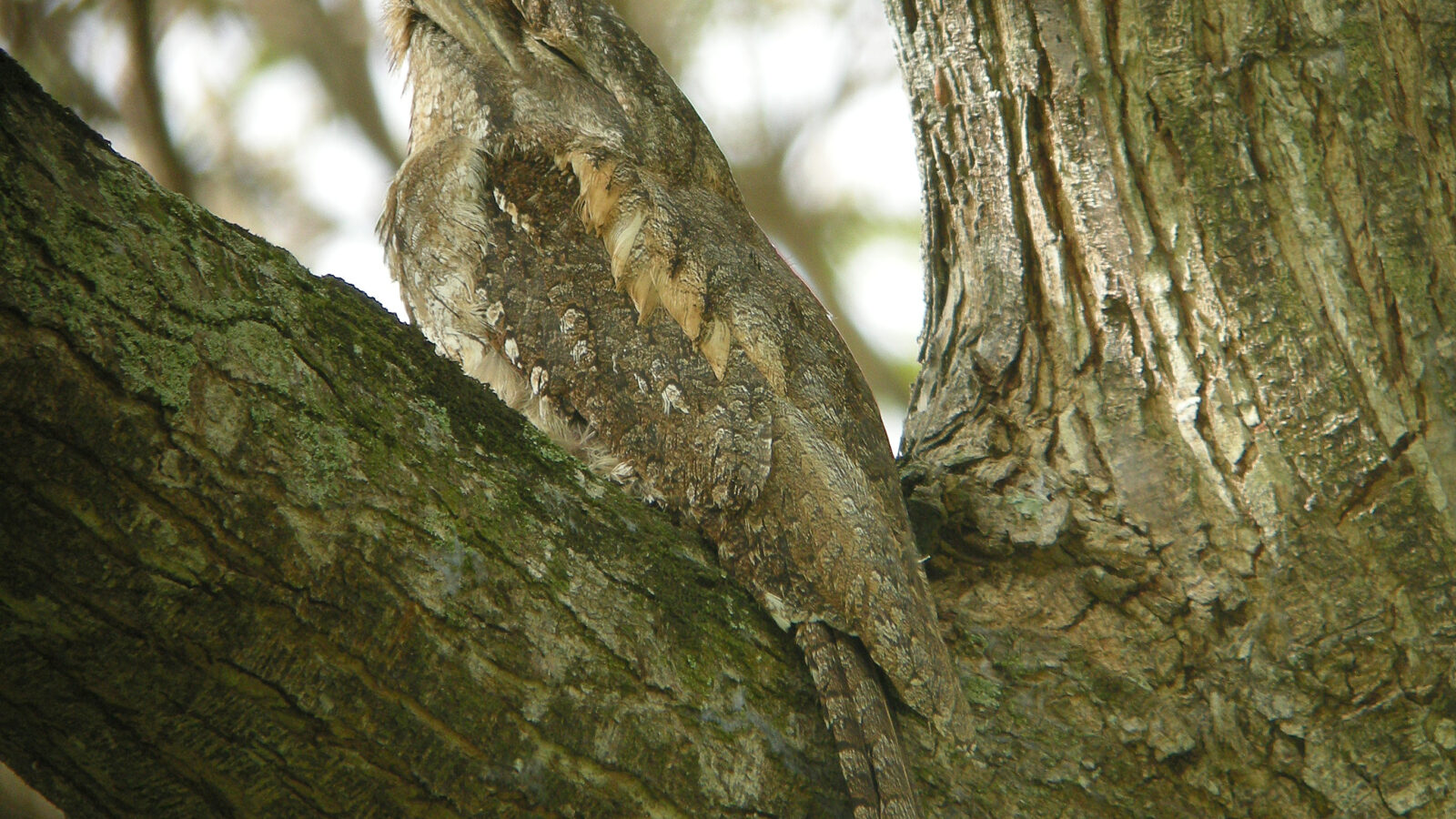 Papuan Frogmouth