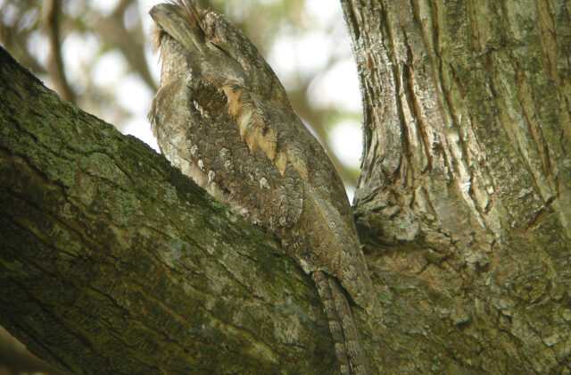 Papuan Frogmouth