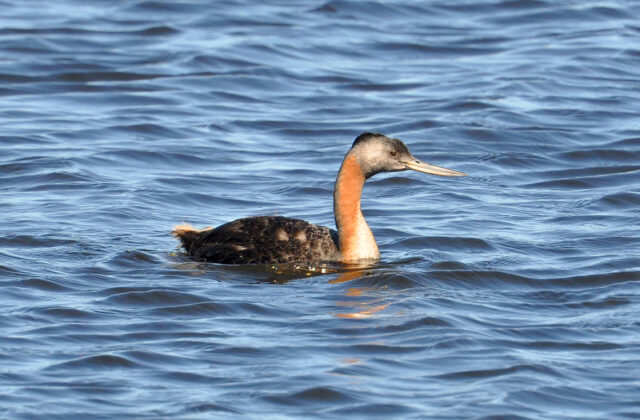 Great Grebe