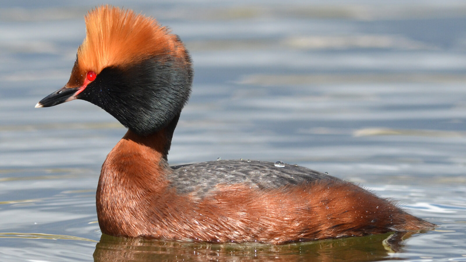 Horned Grebe