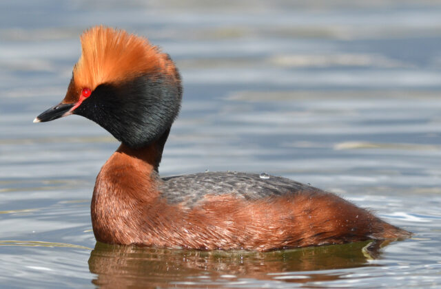 Horned Grebe