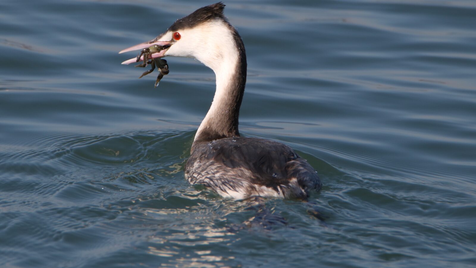 Great Crested Grebe
