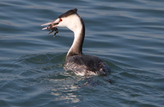 Great Crested Grebe