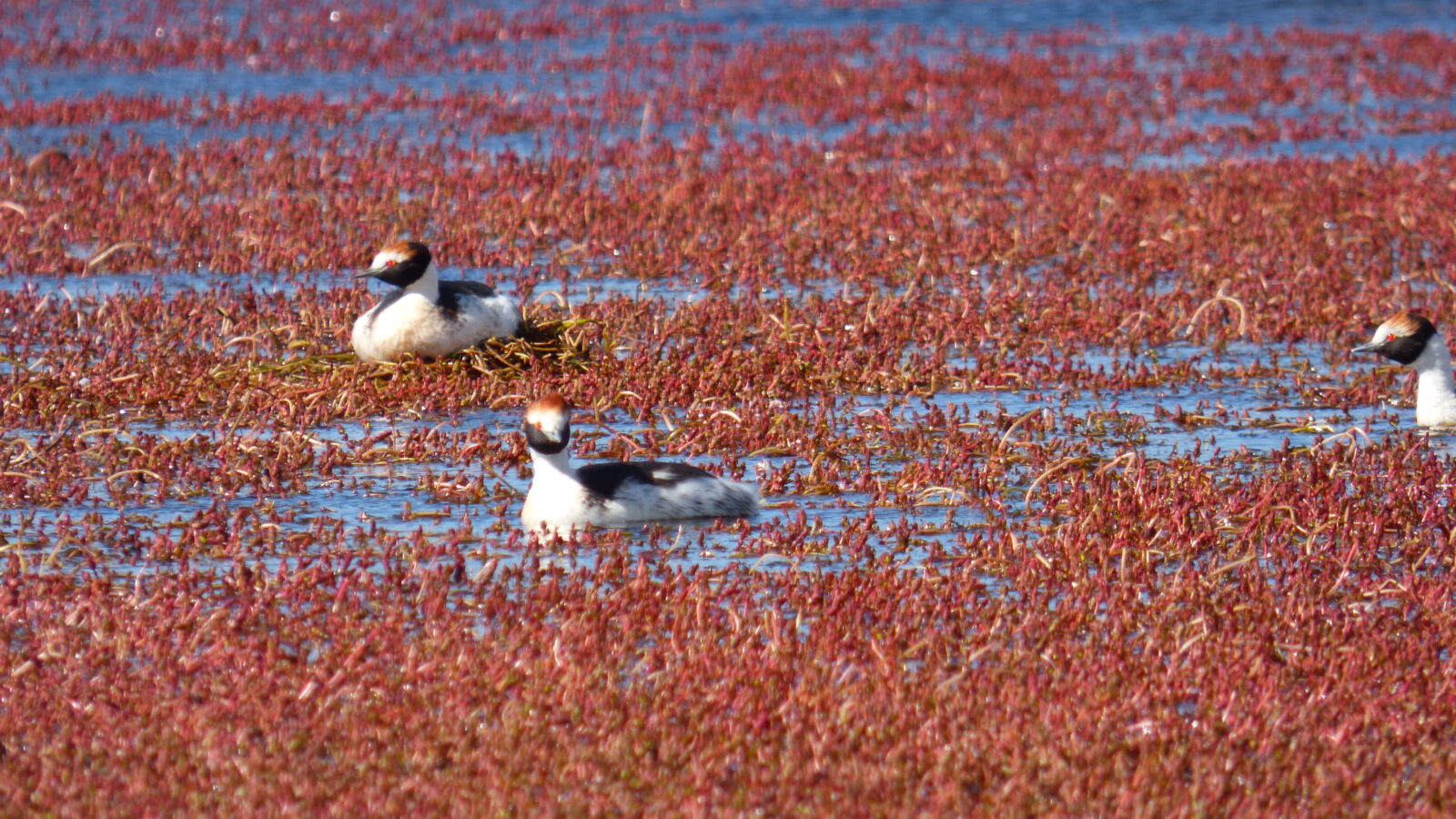 Hooded Grebe