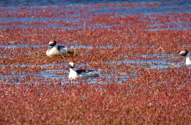 Hooded Grebe