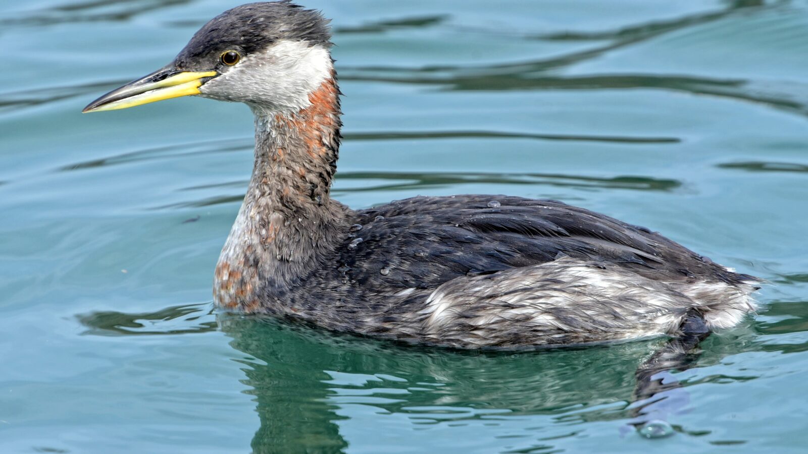 Red-necked Grebe