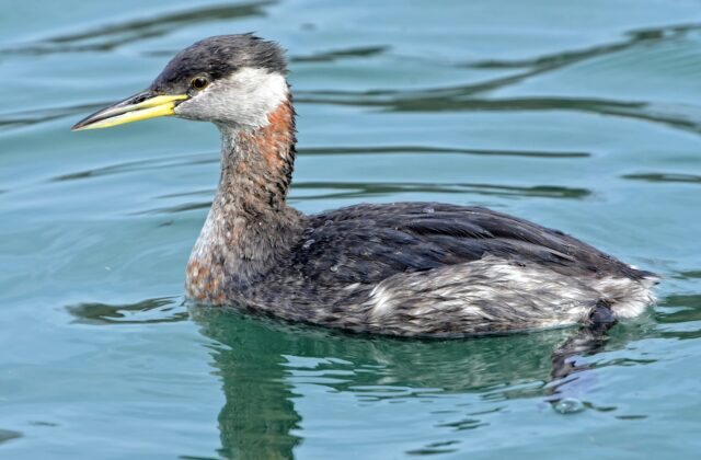Red-necked Grebe