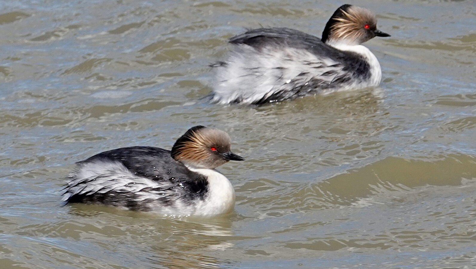 Silvery Grebe