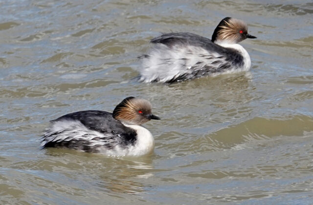 Silvery Grebe