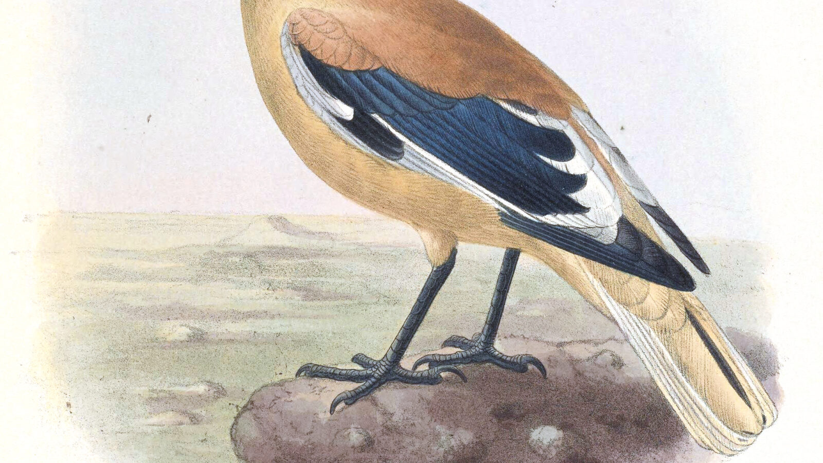 Xinjiang Ground Jay
