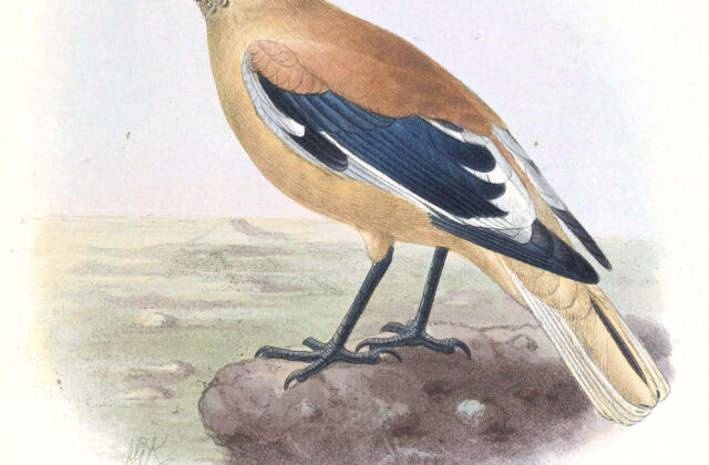 Xinjiang Ground Jay