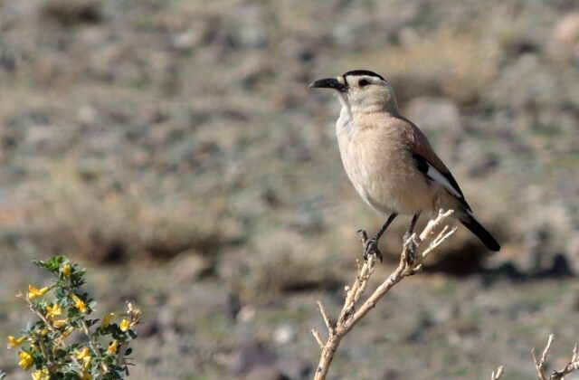 Mongolian Ground Jay