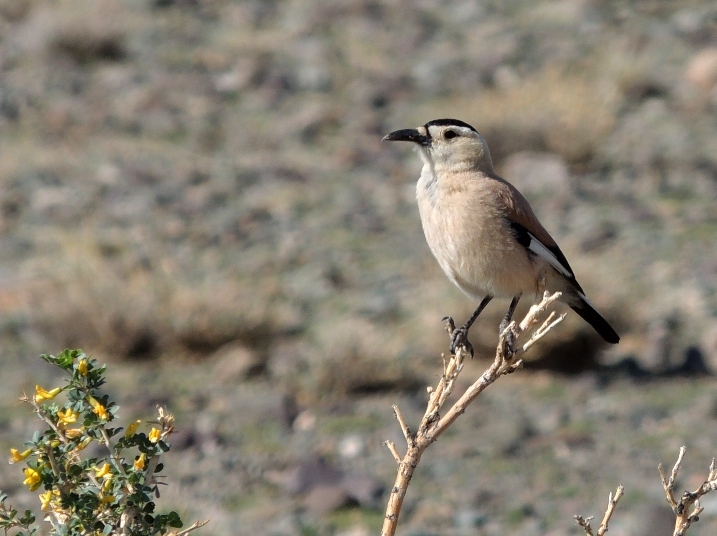 Mongolian Ground Jay