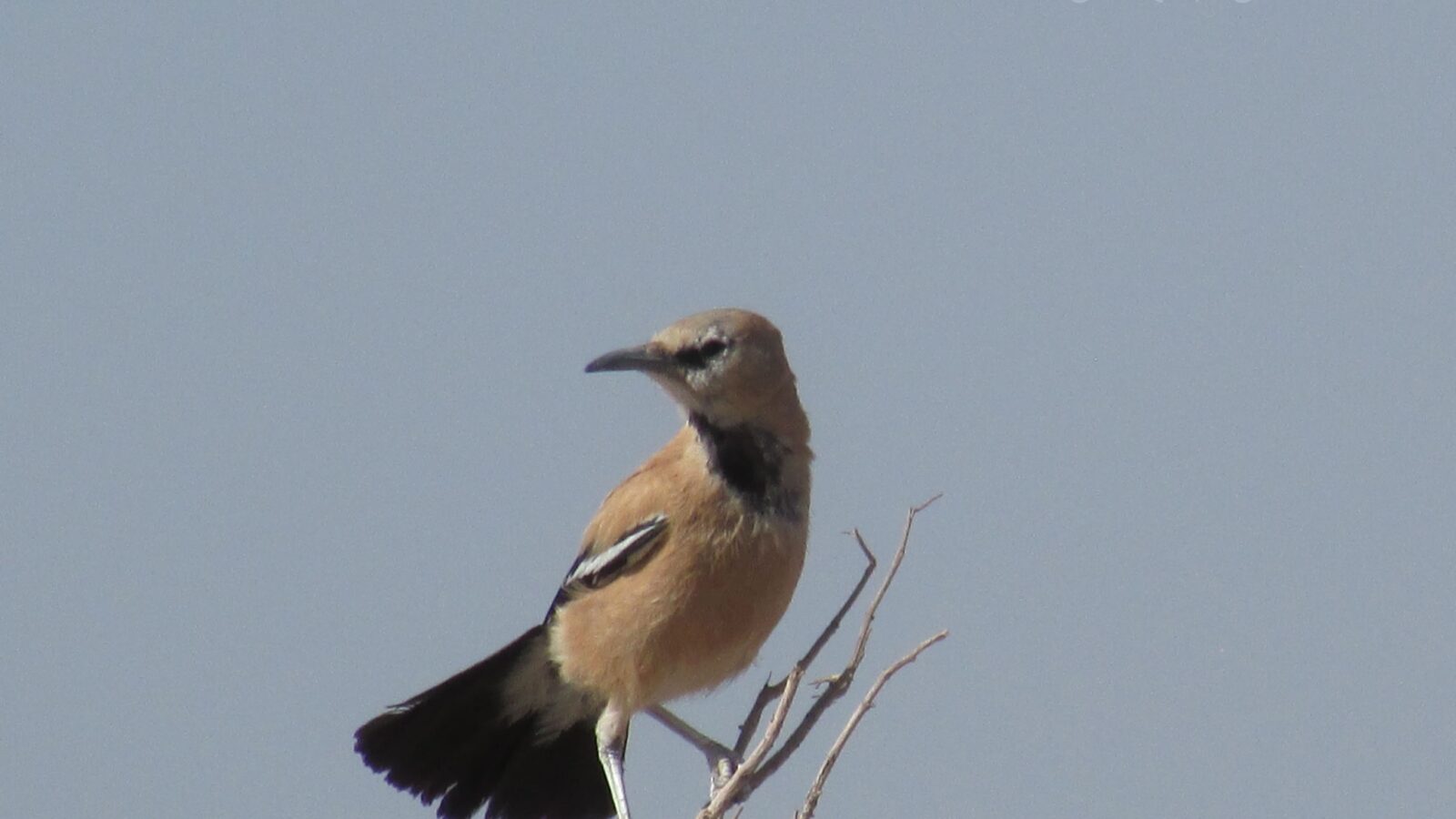 Iranian Ground Jay
