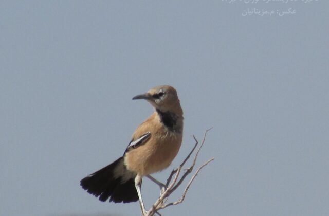 Iranian Ground Jay