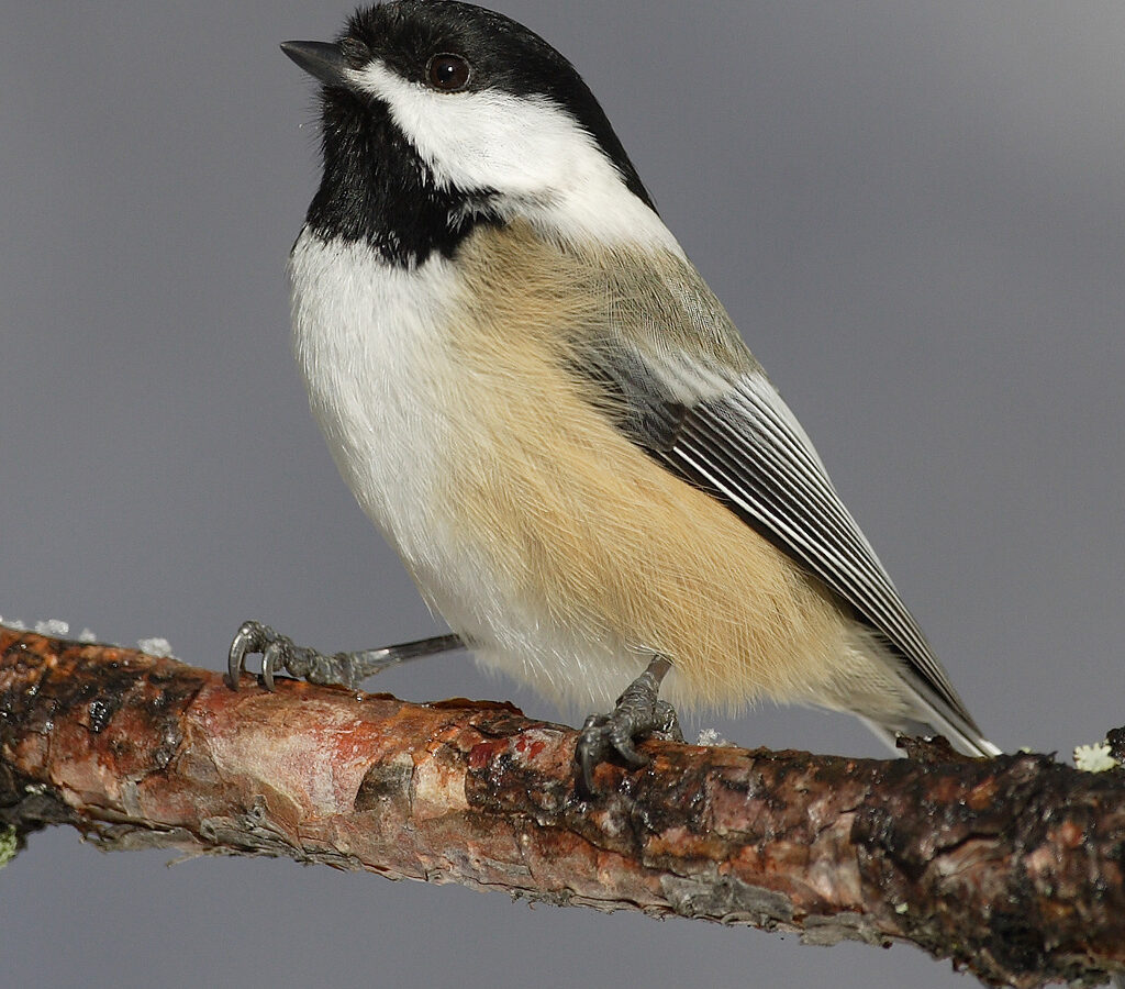 Black-capped Chickadee