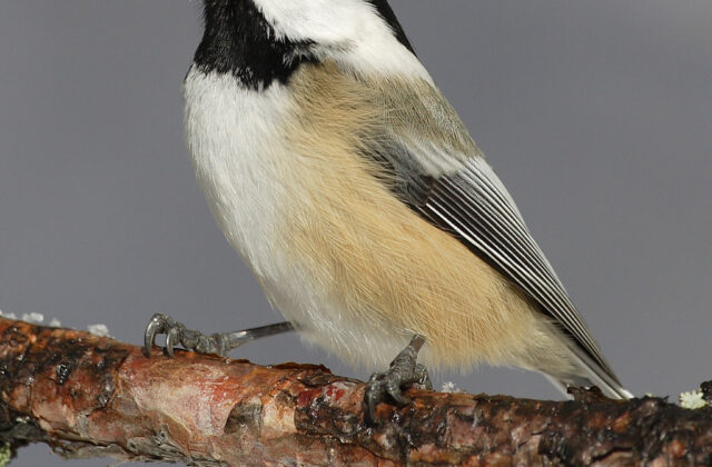 Black-capped Chickadee