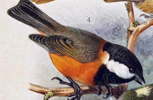 Pere David’s Tit