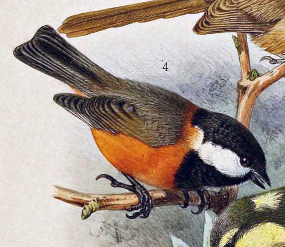 Pere David’s Tit