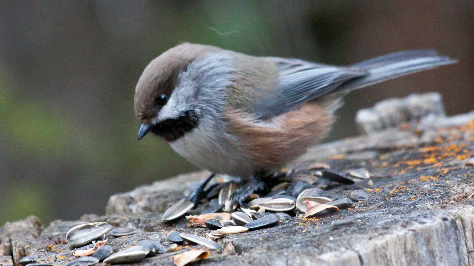 Boreal Chickadee