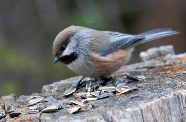 Boreal Chickadee