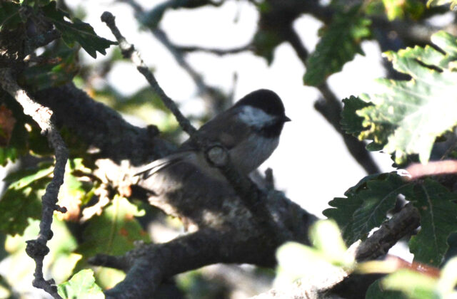 Caspian Tit
