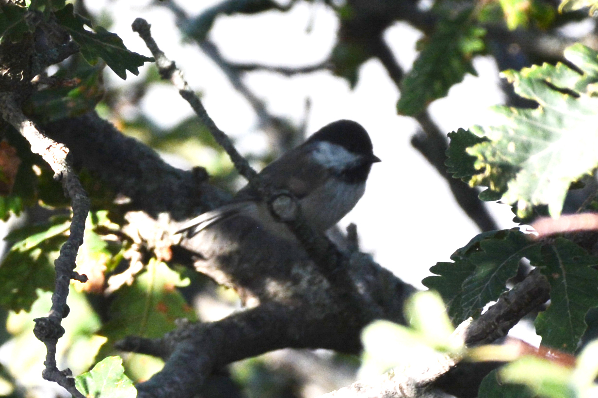 Caspian Tit
