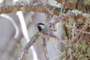 Mexican Chickadee