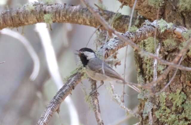 Mexican Chickadee