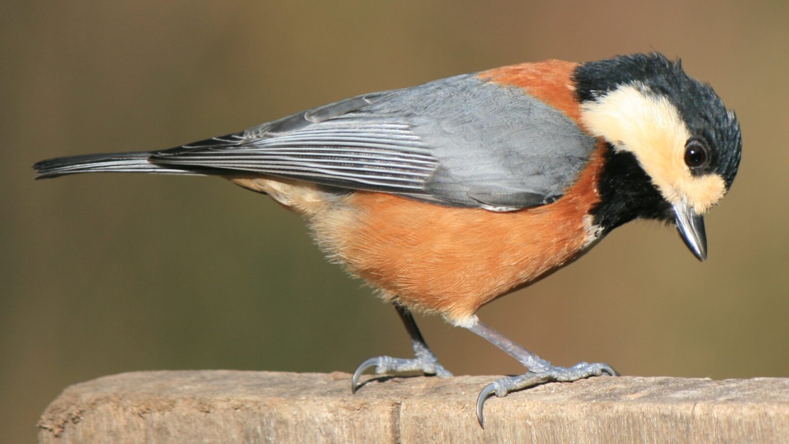 Varied Tit