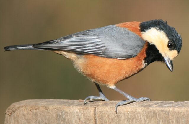 Varied Tit