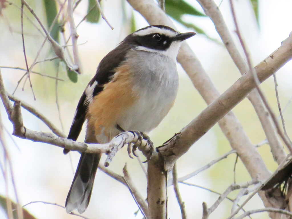 Buff-sided Robin