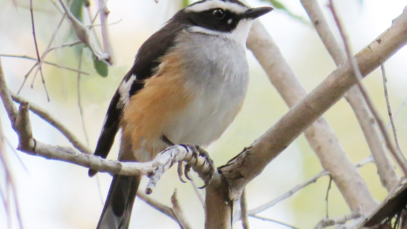 Buff-sided Robin