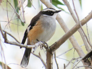 Buff-sided Robin