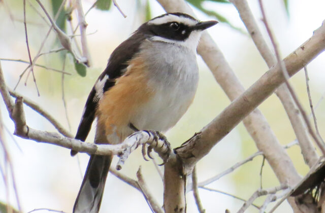 Buff-sided Robin