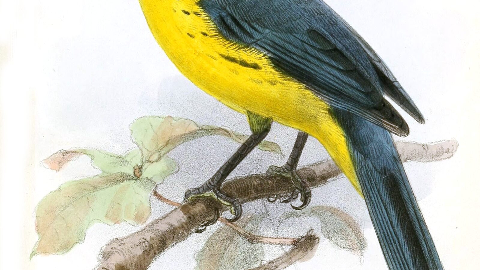 Santa Marta Mountain Tanager