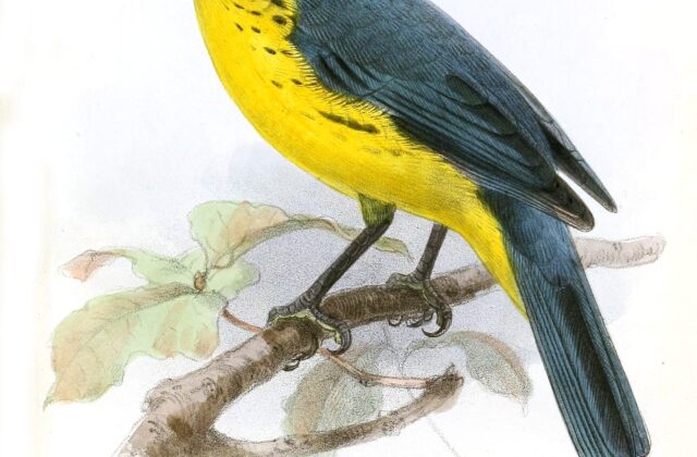 Santa Marta Mountain Tanager
