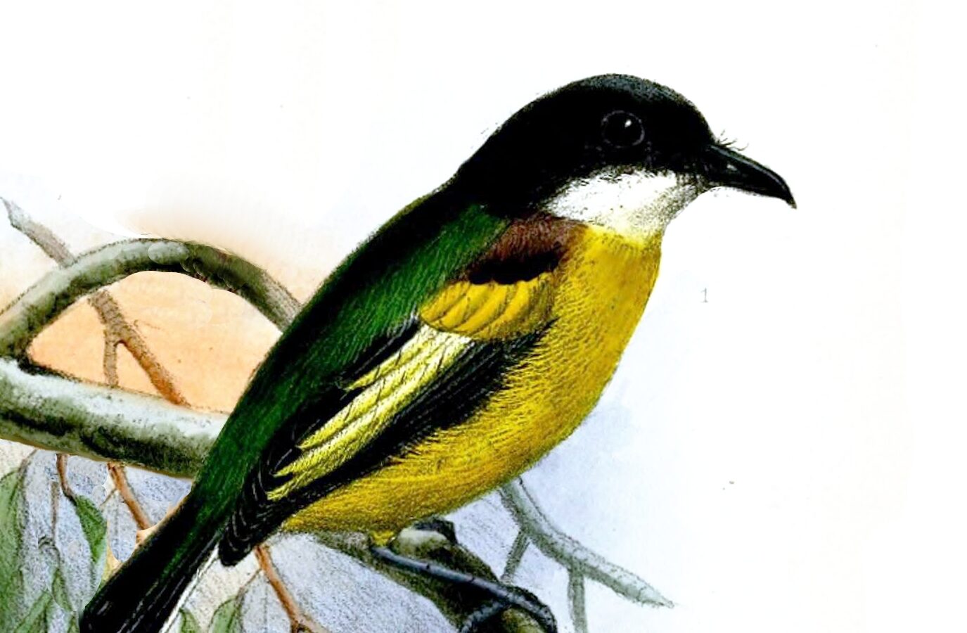 Golden-winged Tody-Flycatcher