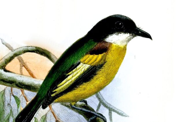Golden-winged Tody-Flycatcher