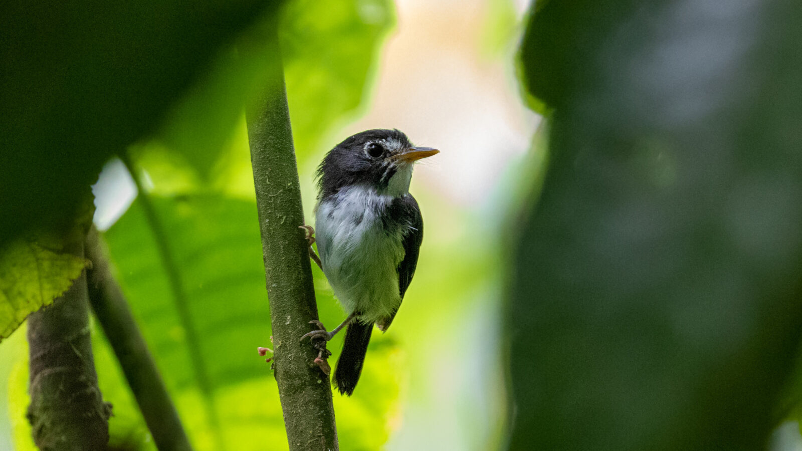 Black-and-white Tody-Flycatcher