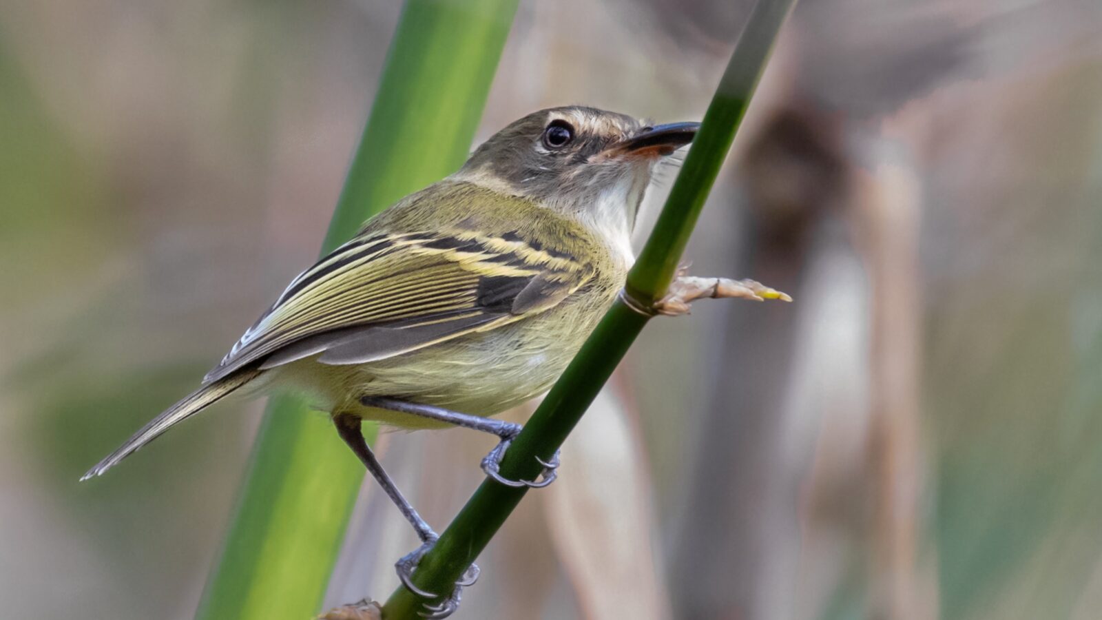 Smoky-fronted Tody-Flycatcher
