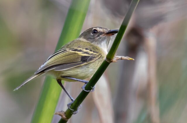 Smoky-fronted Tody-Flycatcher