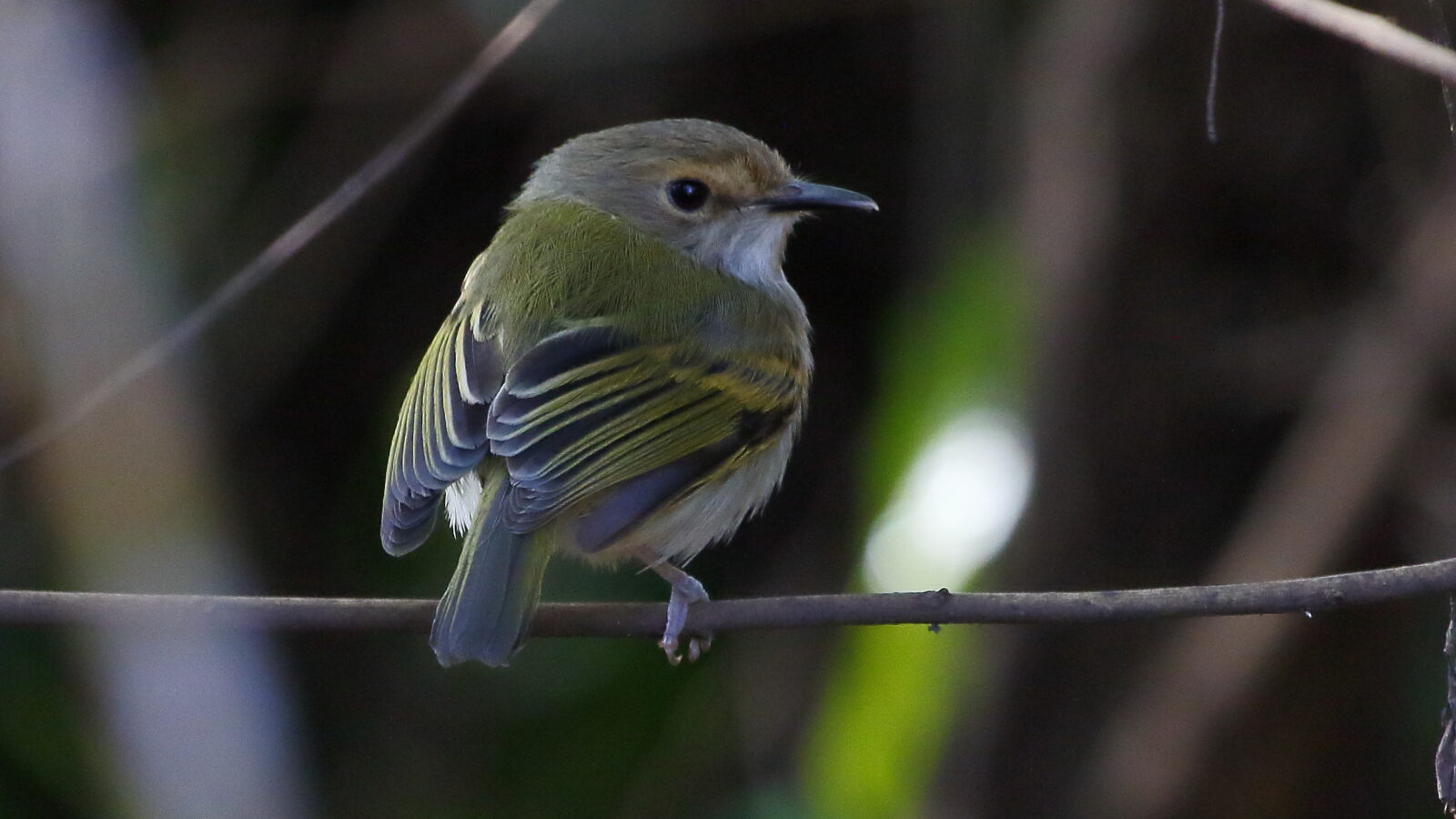 Rusty-fronted Tody-Flycatcher