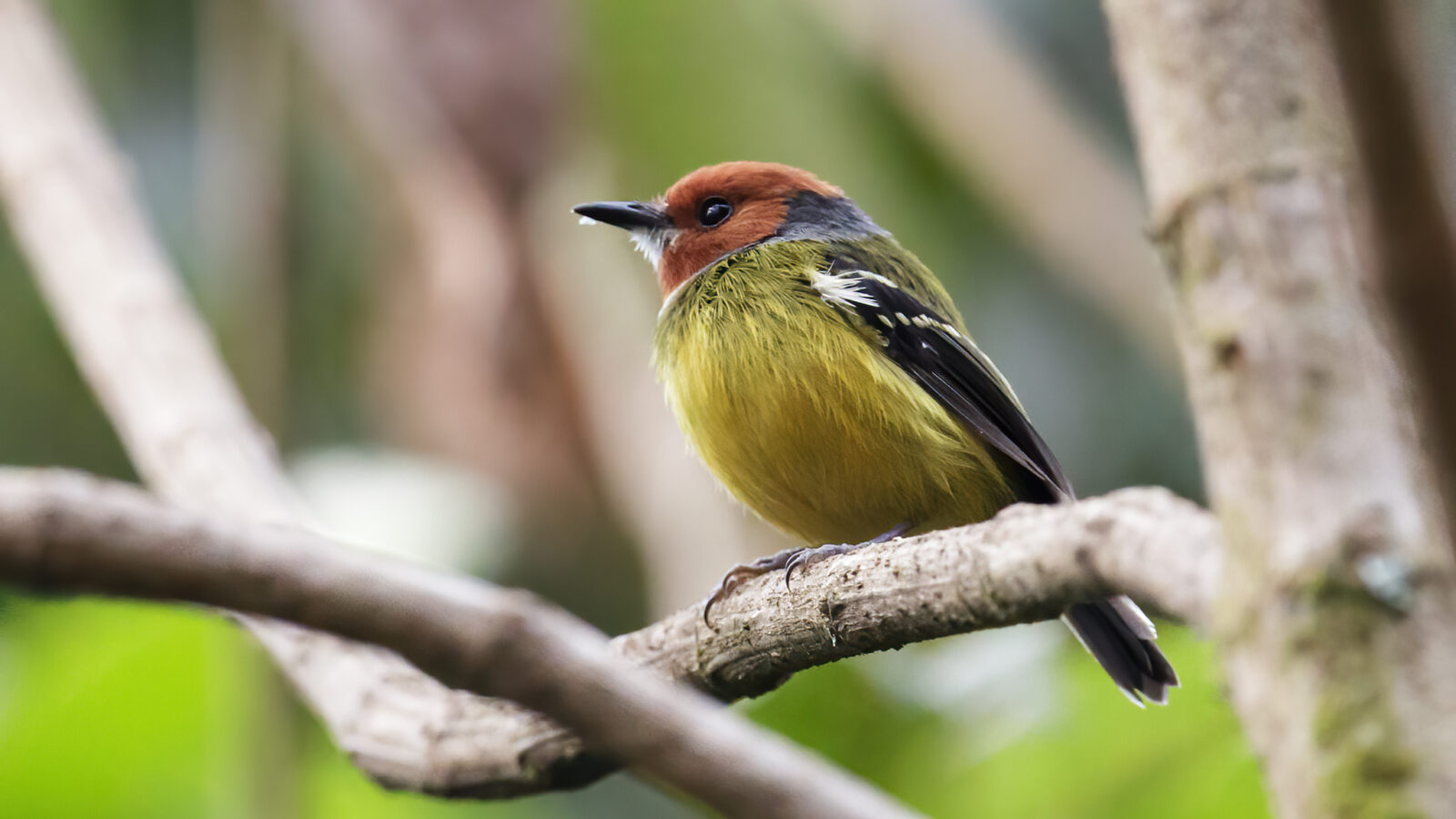 Lulu’s Tody-Flycatcher
