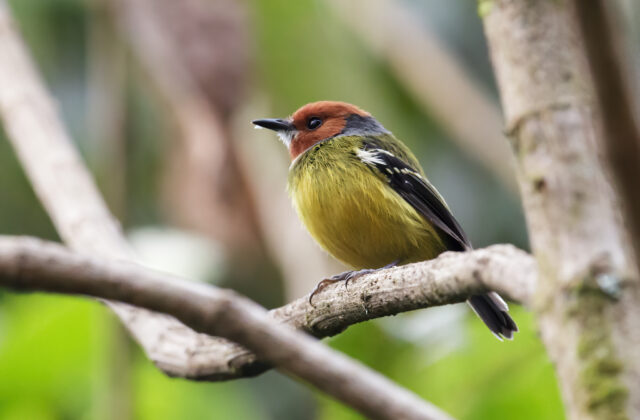 Lulu’s Tody-Flycatcher