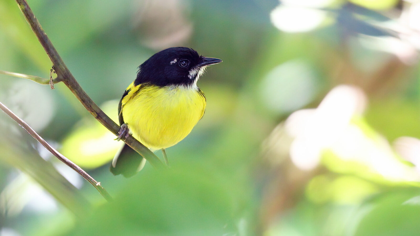 Black-backed Tody-Flycatcher